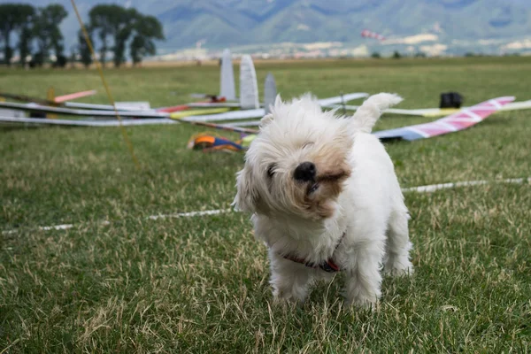 Fluffy white bichon dog walking on green grass in airplane field