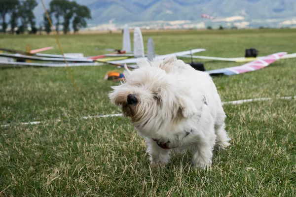 Uçak alanında yeşil çimüzerinde yürüyen kabarık beyaz bikon köpek 