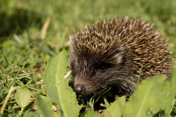 Vue Rapprochée Petit Hérisson Noir Sur Herbe Verte Printemps — Photo