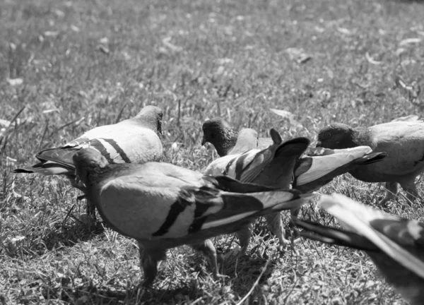 Pigeons Dans Champ Ton Noir Blanc — Photo