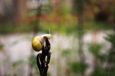 Bitki dalında salyangoz var.