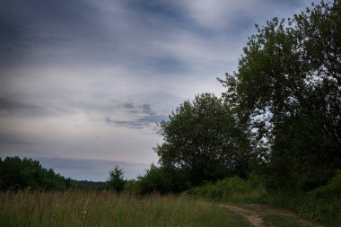 Ağaçlı güzel yaz manzarası 