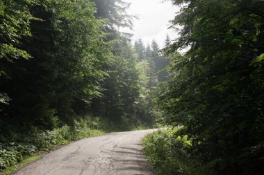 Ormanda tepede puslu yol.