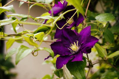 Güzel yaz kır çiçekleri