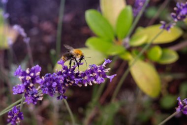 Yeşil yaz alanında taze çiçek açan mor lavanta üzerinde oturan bal arısı yakın görünümü 