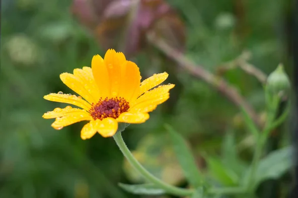 Vista Ravvicinata Tenero Fiore Giallo Fresco Con Gocce Pioggia Sui — Foto Stock