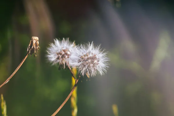 Flower Grass Meadow Close — Stok fotoğraf