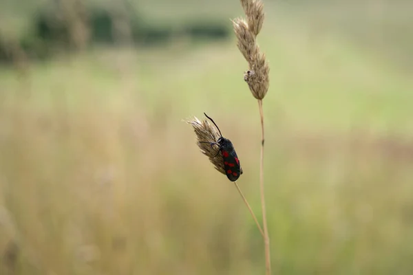 Insect Meadow Grass Close — Stock fotografie