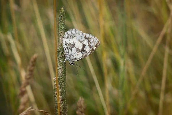 Beyaz Kelebek Çimenlerin Yaprağın Üzerinde Oturuyor Slovakya — Stok fotoğraf