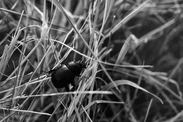 Černý Hmyz Trávě Lese — Stock fotografie