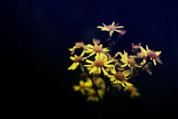 Close View Tender Fresh Yellow Flowers Black Baackground — Stock Photo, Image