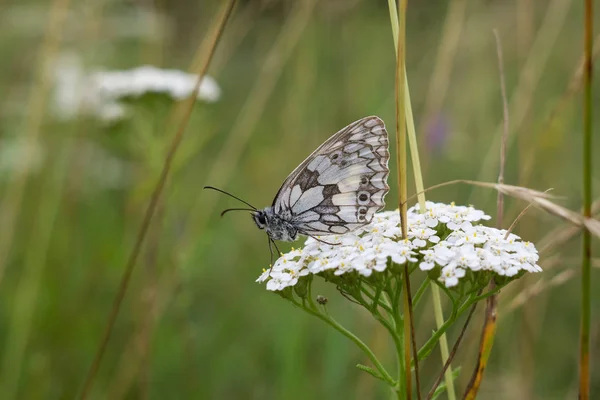 Weißer Schmetterling Sitzt Auf Dem Gras Und Blatt Slowakei — Stockfoto