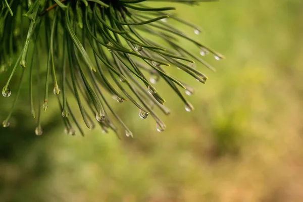 Primo Piano Del Ramo Verde Dell Albero — Foto Stock