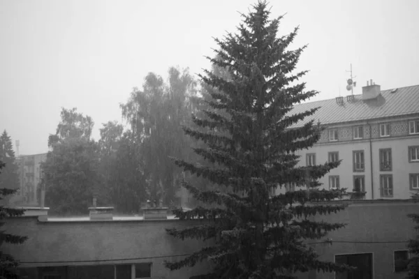 Yağmurlu Havada Bina Ağaçlar — Stok fotoğraf