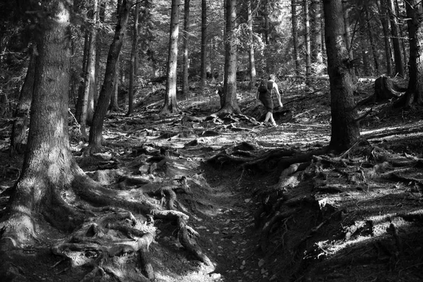 Wędrówki Górskim Lesie — Zdjęcie stockowe
