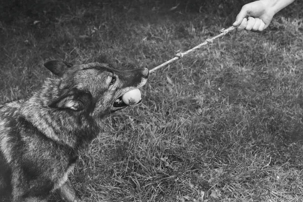 庭でおもちゃで遊ぶ犬 — ストック写真