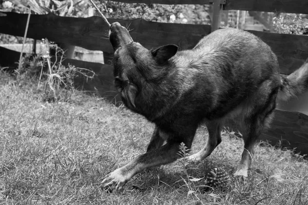 庭でおもちゃで遊ぶ犬 — ストック写真