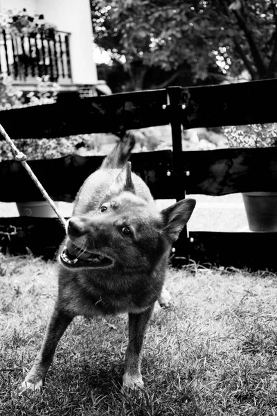 庭で飼い主と遊ぶ犬 — ストック写真