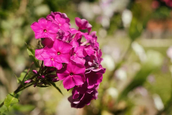 Flores Cor Rosa Jardim — Fotografia de Stock