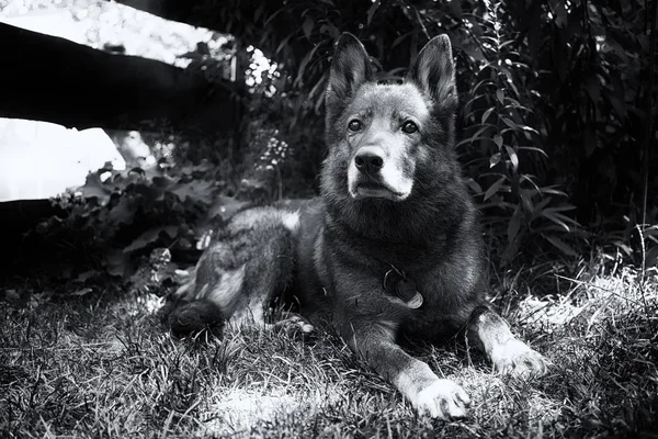 Собака Лежить Траві Чорно Білому Тоні — стокове фото