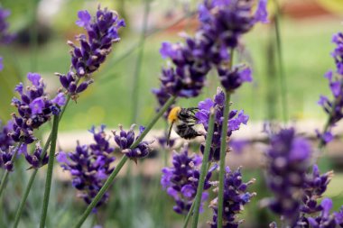 Yeşil yaz alanında taze çiçek açan mor lavanta üzerinde oturan bal arısı yakın görünümü 