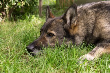 Güneş ışığında eski gri Alman Çoban Köpeği Portresi 