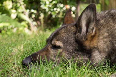 Güneş ışığında eski gri Alman Çoban Köpeği Portresi 