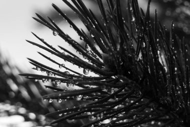 Köknar ağacı dalı yakın çekim