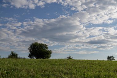Ağaçlarla yeşil yaz alanı 