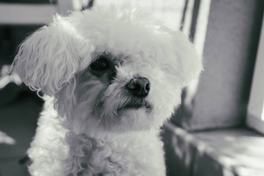 Güneş ışınları kabarık beyaz bichon köpek Portresi