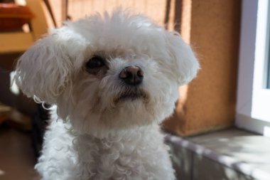 Güneş ışınları kabarık beyaz bichon köpek Portresi