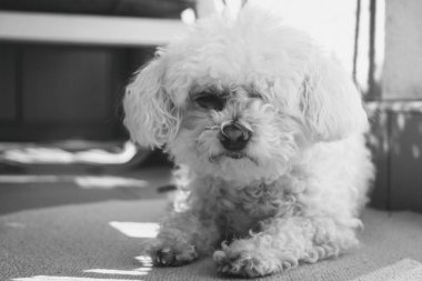 Güneş ışınları kabarık beyaz bichon köpek Portresi