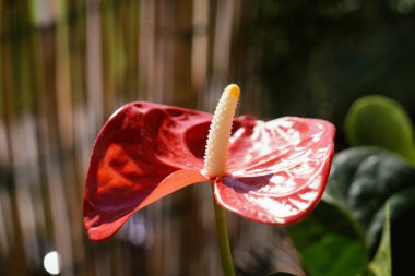 Bahçedeki kırmızı çiçeğe yakın plan