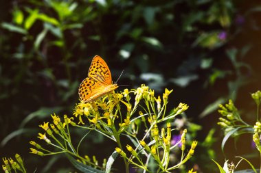 Parlak bahar çiçeği üzerinde oturan turuncu kelebek yakın görünümü 