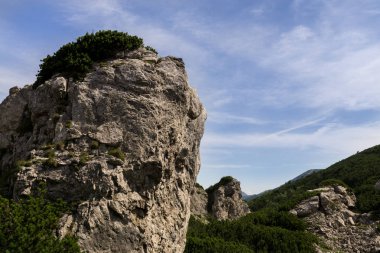 Tepelerde yeşil orman ile kayalık dağ manzara Manzara görünümü 