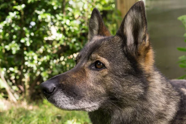 Güneş ışığında eski gri Alman Çoban Köpeği Portresi 