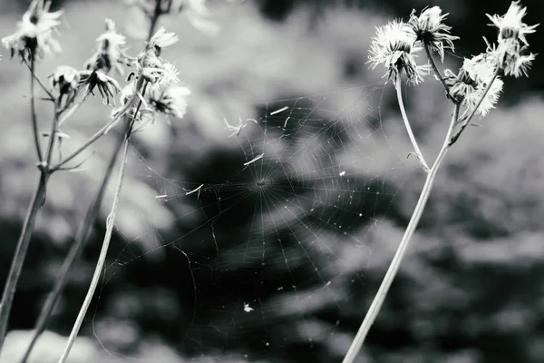 2つの乾燥植物の間のクモの巣 — ストック写真