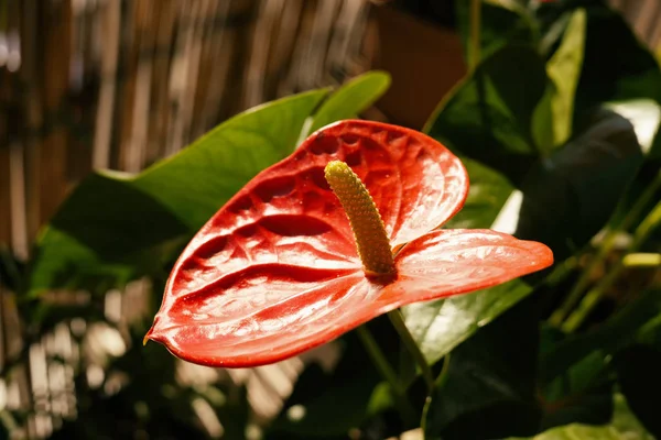 Flor Vermelha Calla Lírio — Fotografia de Stock