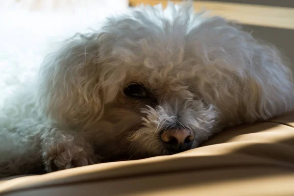 Ritratto Soffice Cane Bianco Bichon Sdraiato Sul Pavimento Casa — Foto Stock