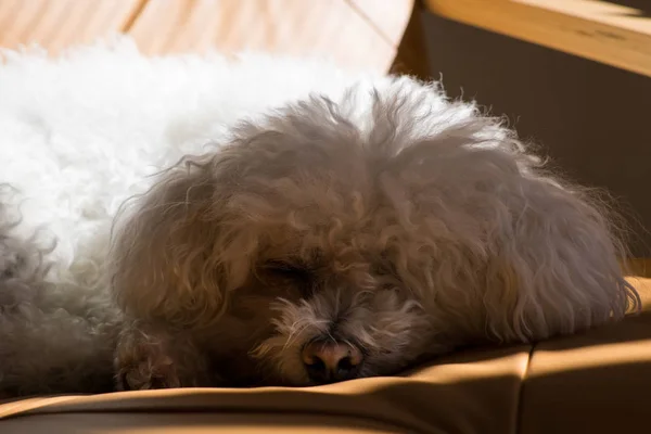 Evde Yerde Yatan Kabarık Beyaz Bikon Köpek Portresi — Stok fotoğraf