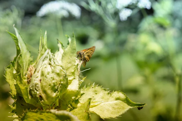 Papillon Sur Une Feuille Verte Dans Jardin — Photo