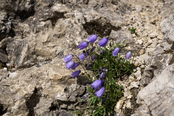 Красивые Полевые Цветы Камнях — стоковое фото