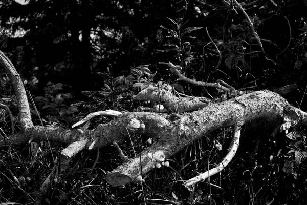 Stump Łąka Lesie Czarno Biały Ton — Zdjęcie stockowe
