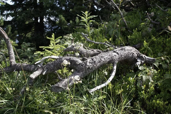 Árbol Bosque —  Fotos de Stock