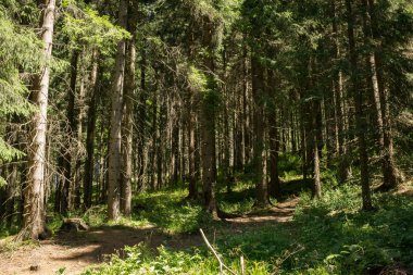 Güzel yeşil orman arka planı