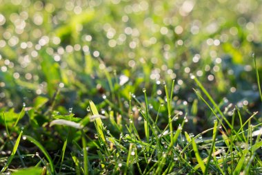 arka plan bahar yeşil çimen