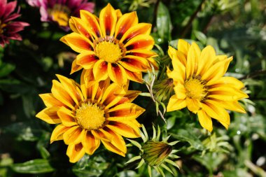 Sıcak yaz güneş ışığında ihale taze sarı çiçekler in yakın görünümü