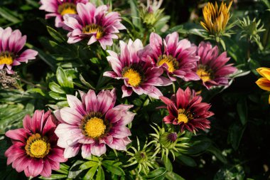 Güzel yaz kır çiçekleri