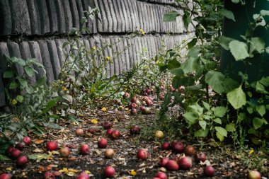 Sonbahar elmabahçede düşmek