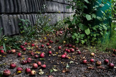 Sonbahar elmabahçede düşmek